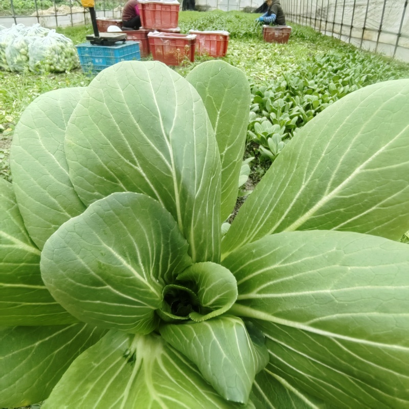 精品广东菜心，小青菜，欢迎各位老板来采购