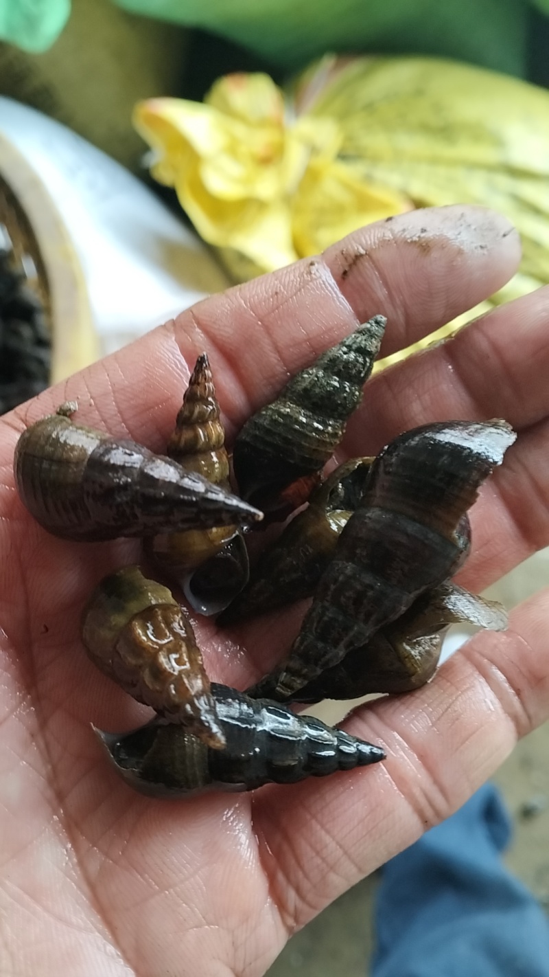 正宗山坑螺，大，小尖螺。新货上市，有需要的老板请联系！