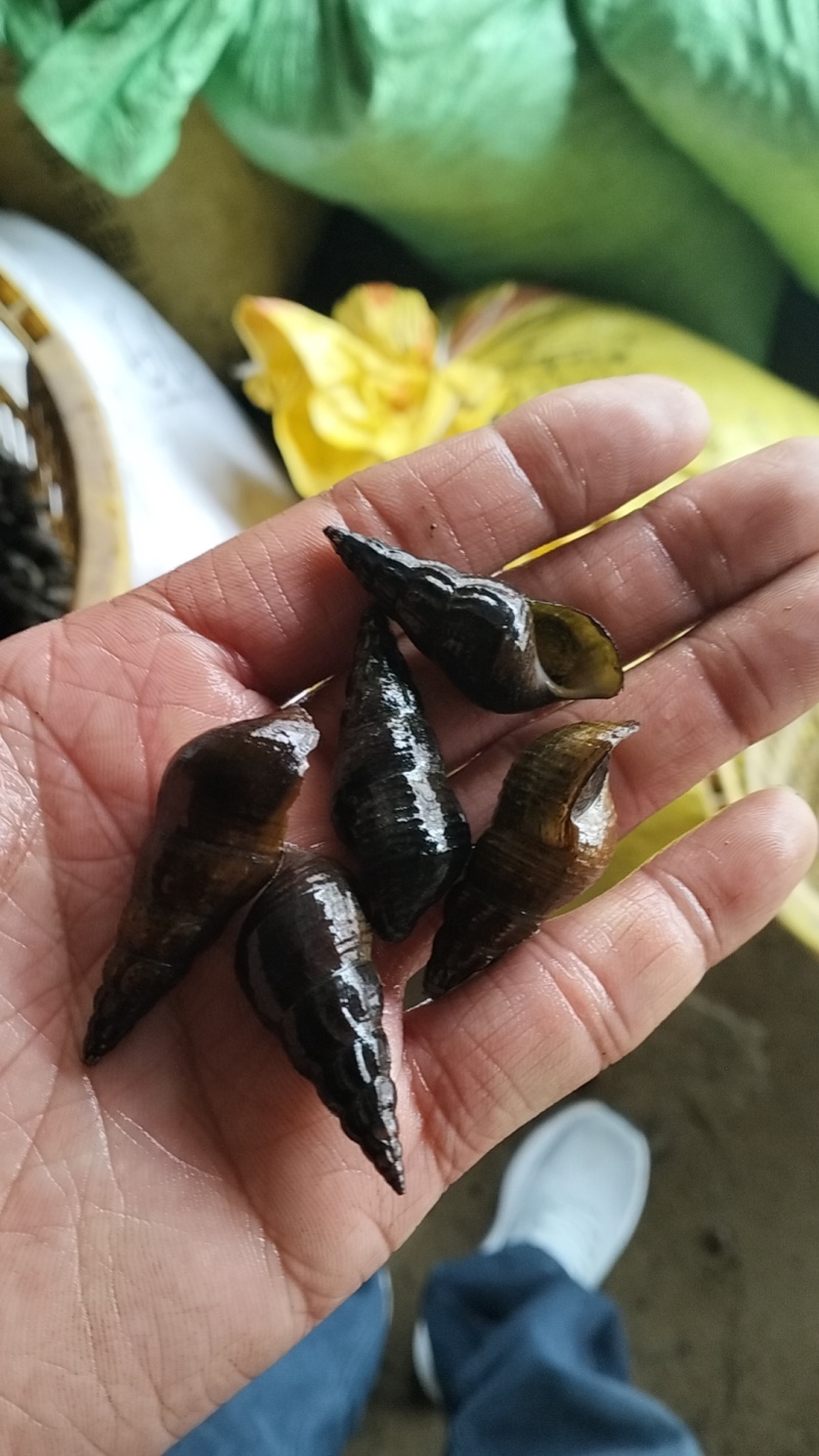 正宗山坑螺，大，小尖螺。新货上市，有需要的老板请联系！