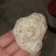 羊结石