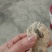 羊结石