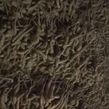 山药种
