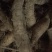 山药种