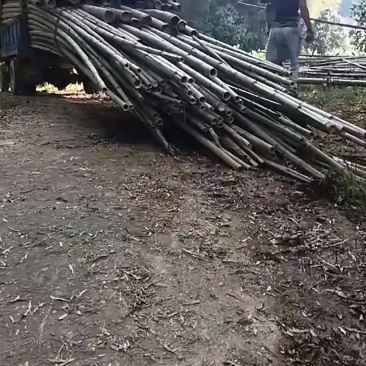 湖南临湘大楠竹