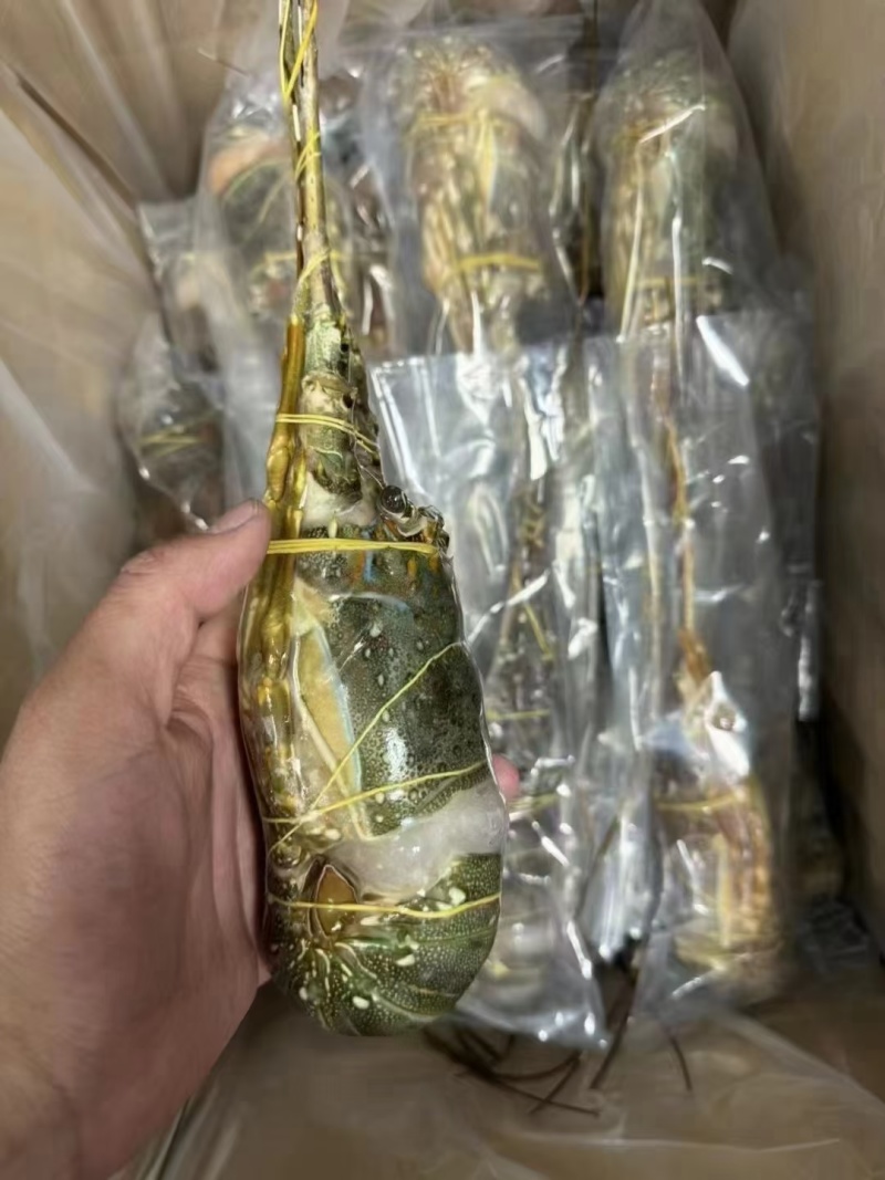 小青龙