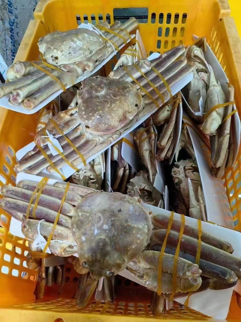 松叶蟹