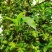 高栽南北方庭院四季大红茴香嫁接树