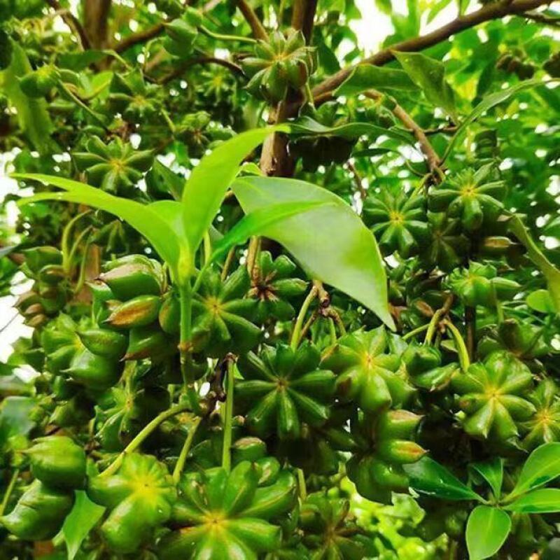 高栽南北方庭院四季大红茴香嫁接树