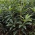 高栽南北方庭院四季大红茴香嫁接树