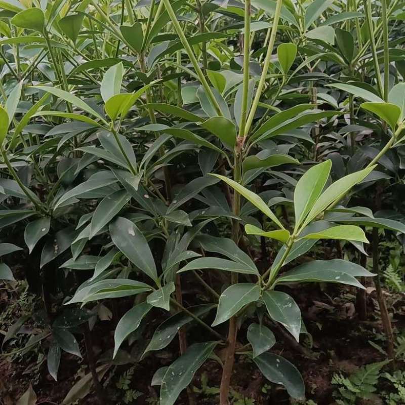 高栽南北方庭院四季大红茴香嫁接树