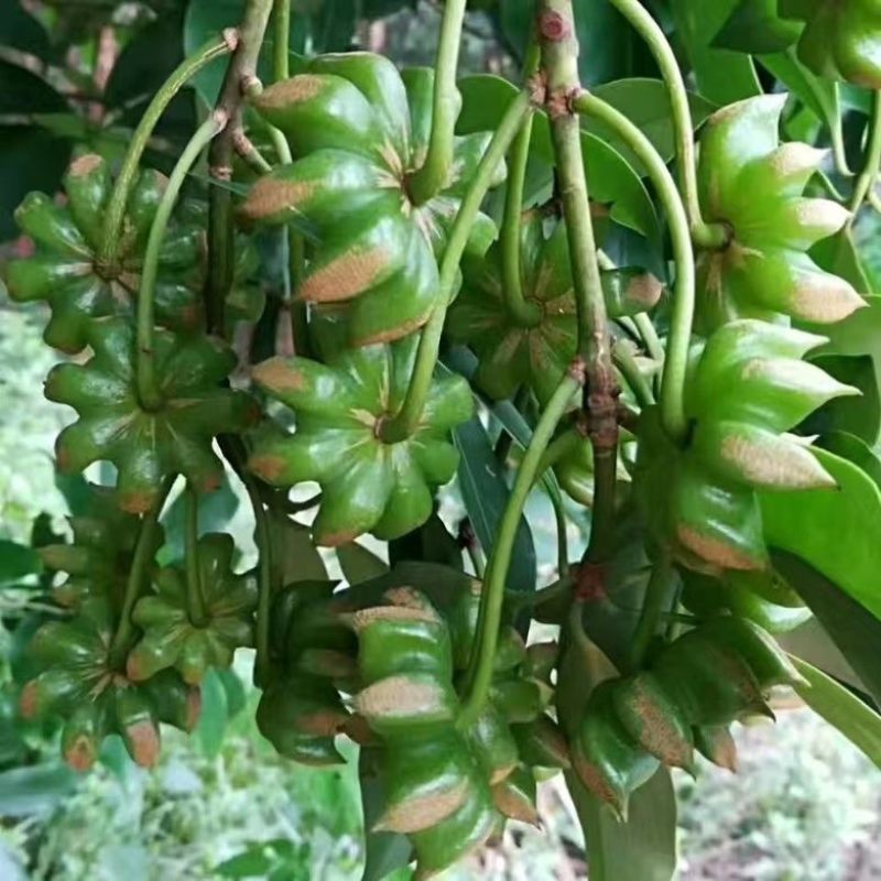 高栽南北方庭院四季大红茴香嫁接树