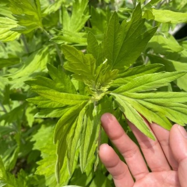 蕲艾