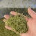乌牛早早茶，开工
