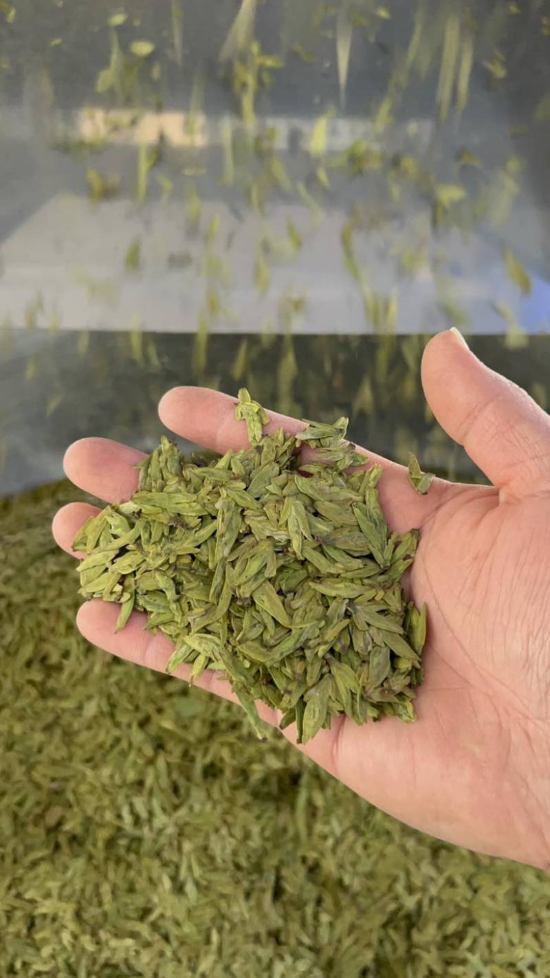 乌牛早早茶，开工