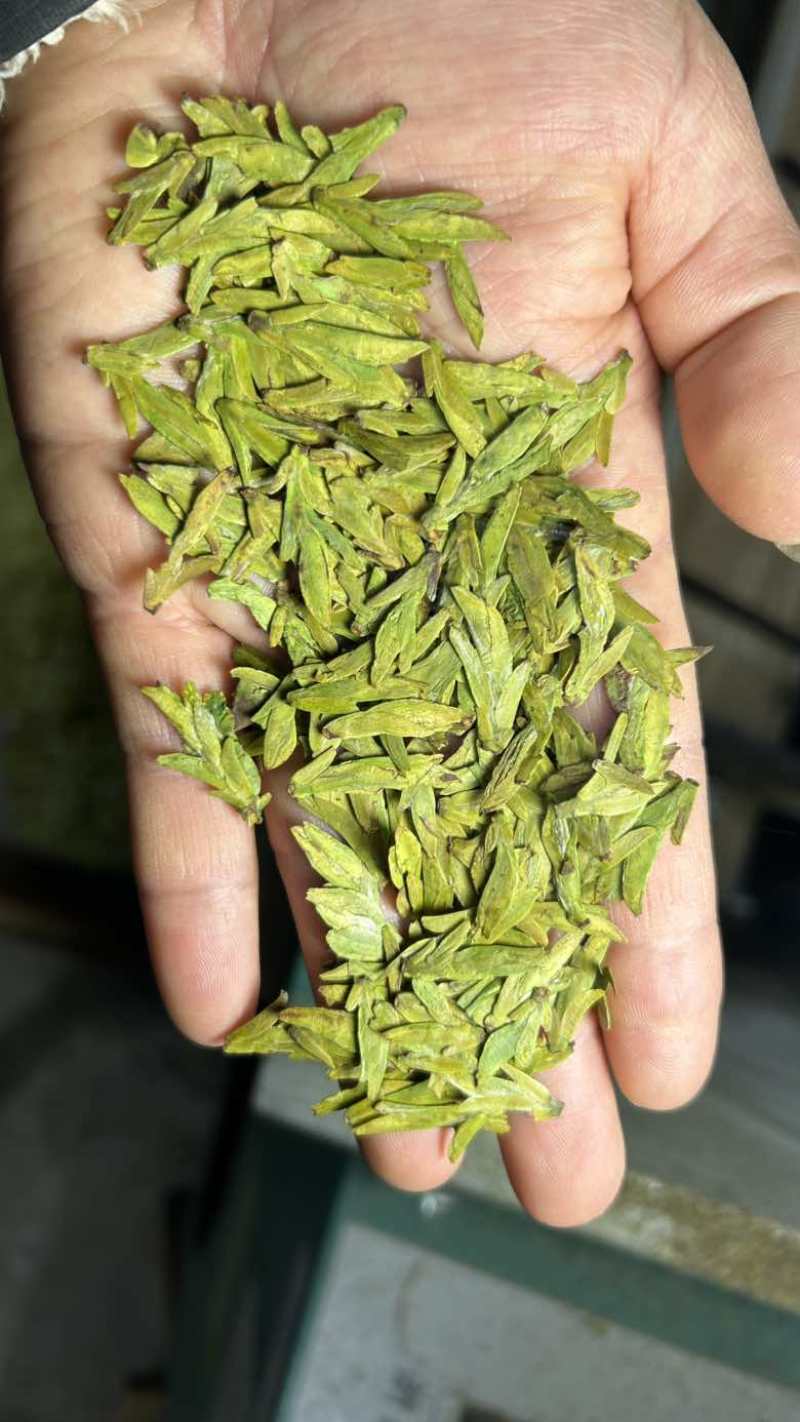 乌牛早早茶，开工