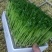 豌豆芽苗菜