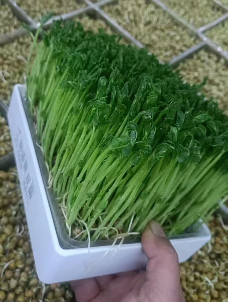 豌豆芽苗菜
