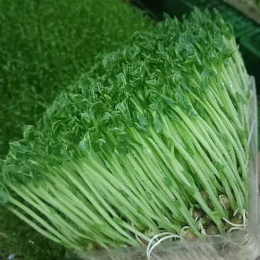 豌豆芽苗菜