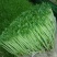 豌豆芽苗菜