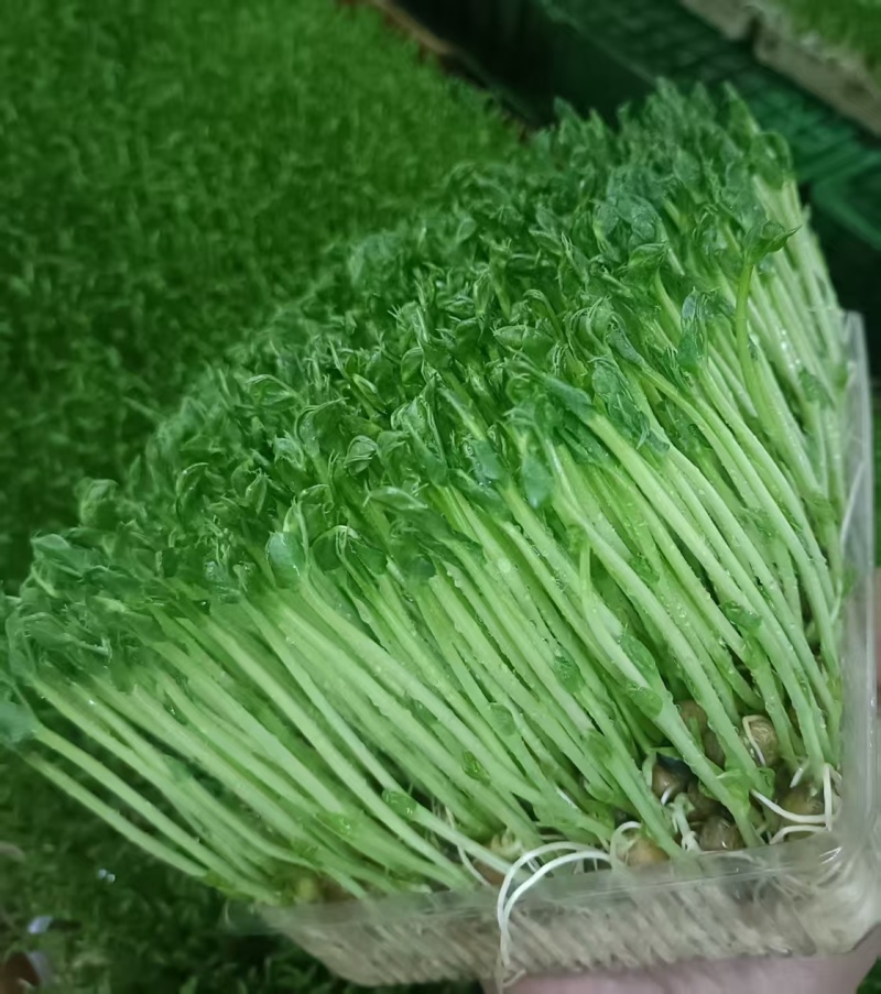 豌豆芽苗菜
