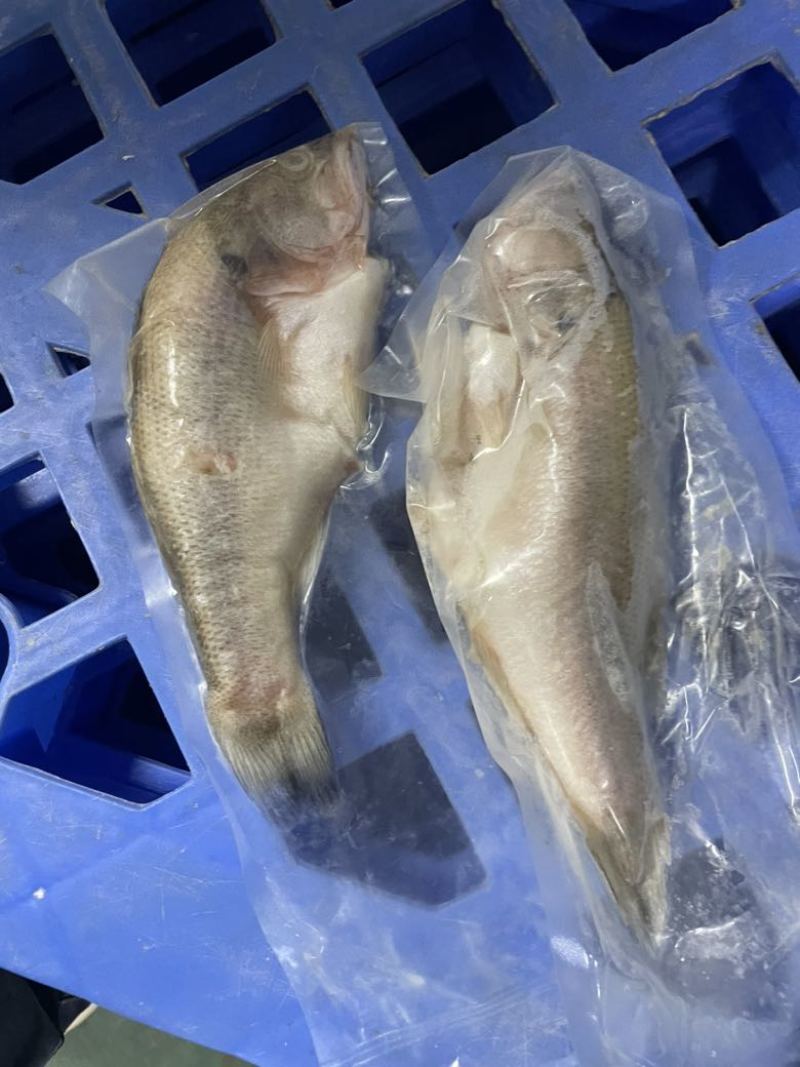 开背三去鲈鱼