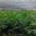 富贵椰子大型绿植盆栽室内客厅办公室好养四季常青