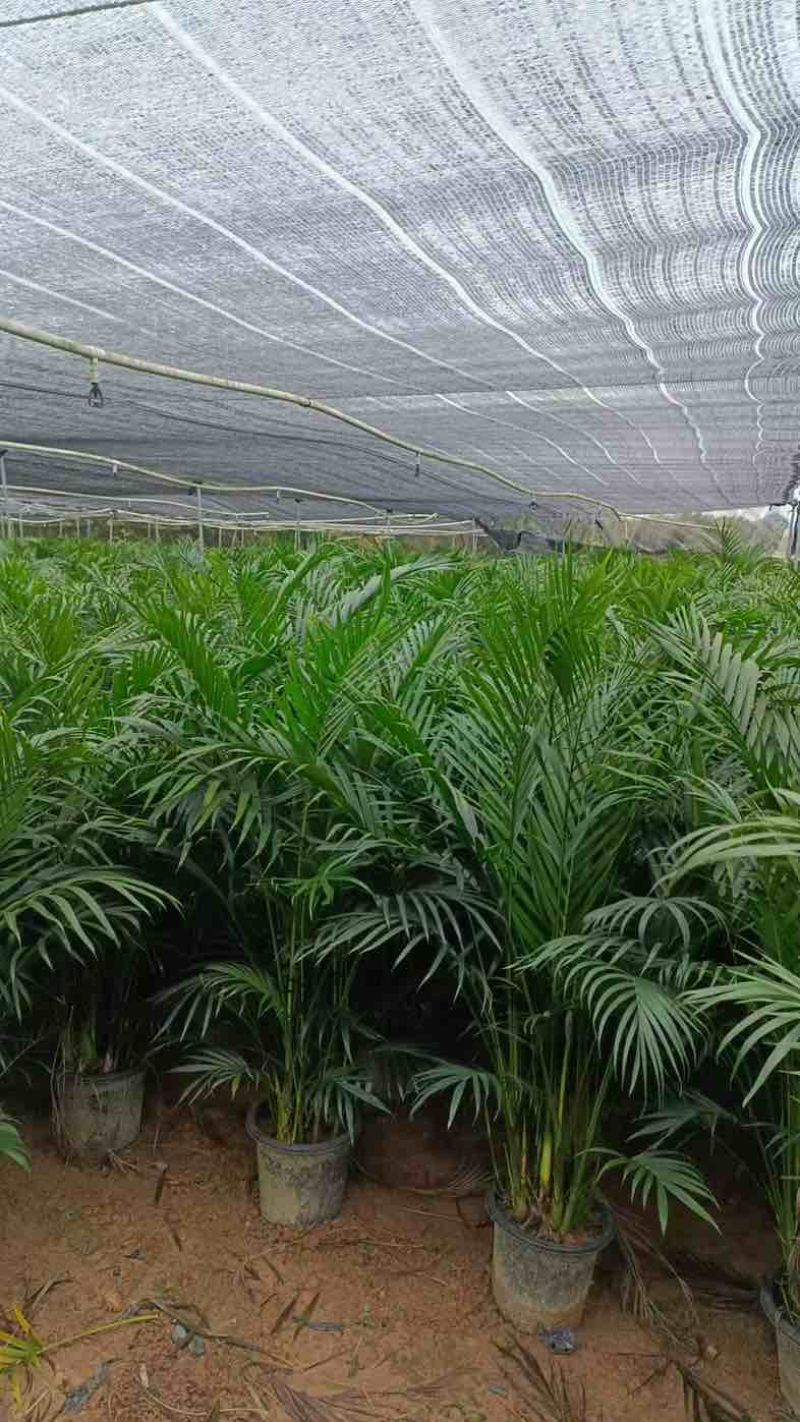 富贵椰子大型绿植盆栽室内客厅办公室好养四季常青