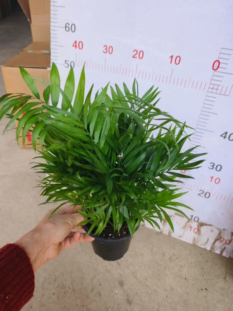 富贵椰子大型绿植盆栽室内客厅办公室好养四季常青