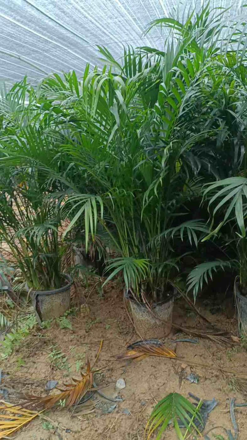 富贵椰子大型绿植盆栽室内客厅办公室好养四季常青
