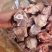 多肉腿骨块