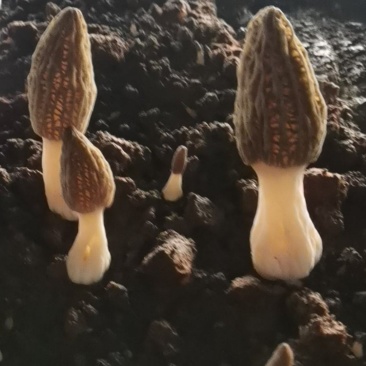 羊肚菌
