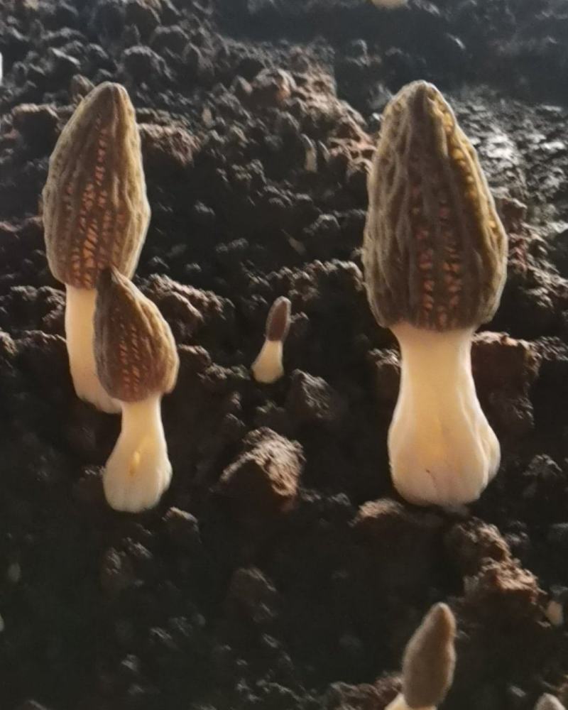 羊肚菌