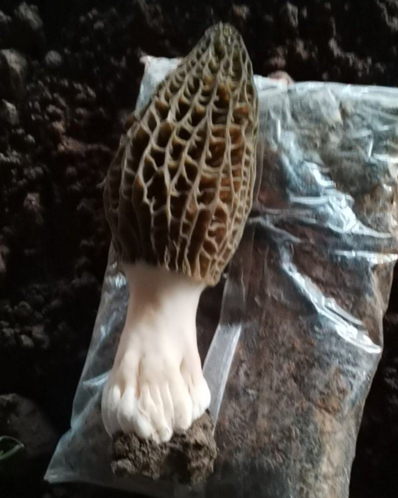羊肚菌