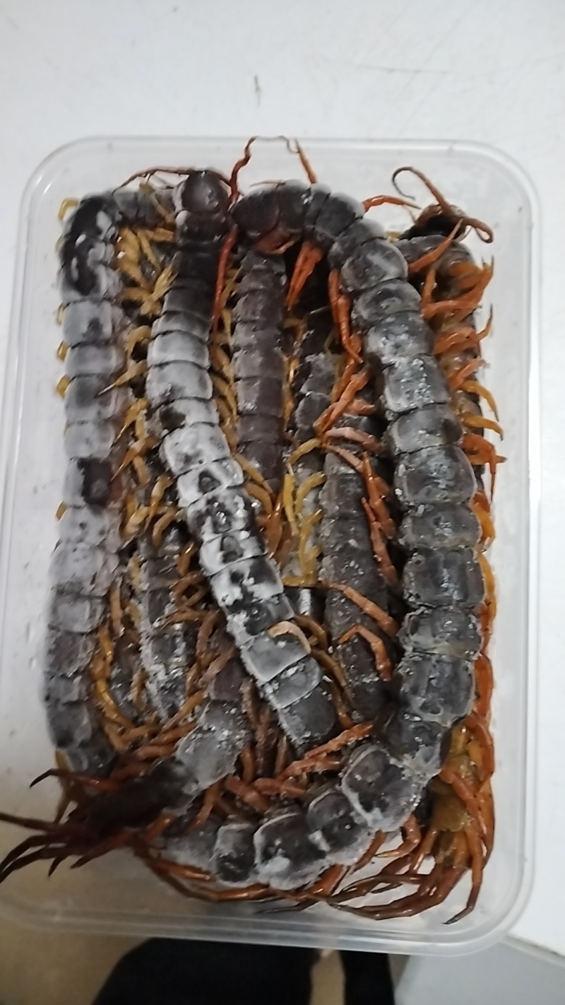 水蜈蚣，有需要的老板请联系。