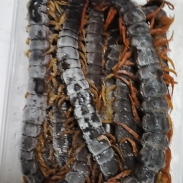 水蜈蚣，有需要的老板请联系。