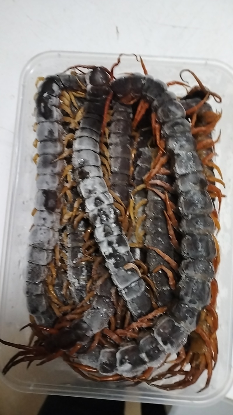 水蜈蚣，有需要的老板请联系。