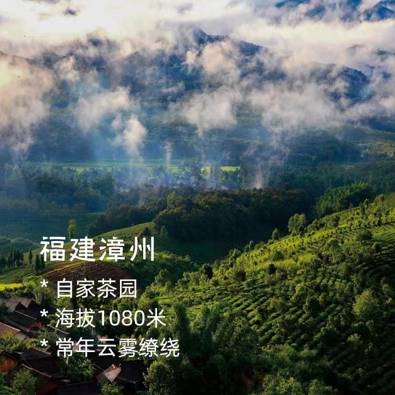 平和白芽奇兰茶叶