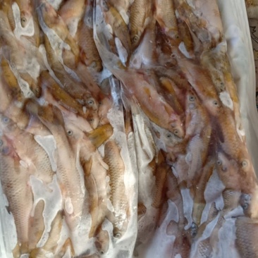 小河鱼