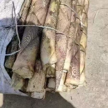 峨边三月笋