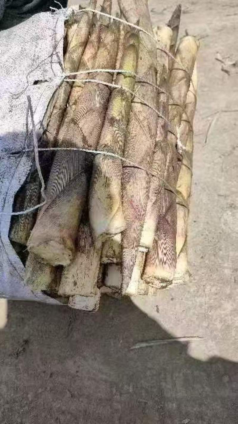 峨边三月笋
