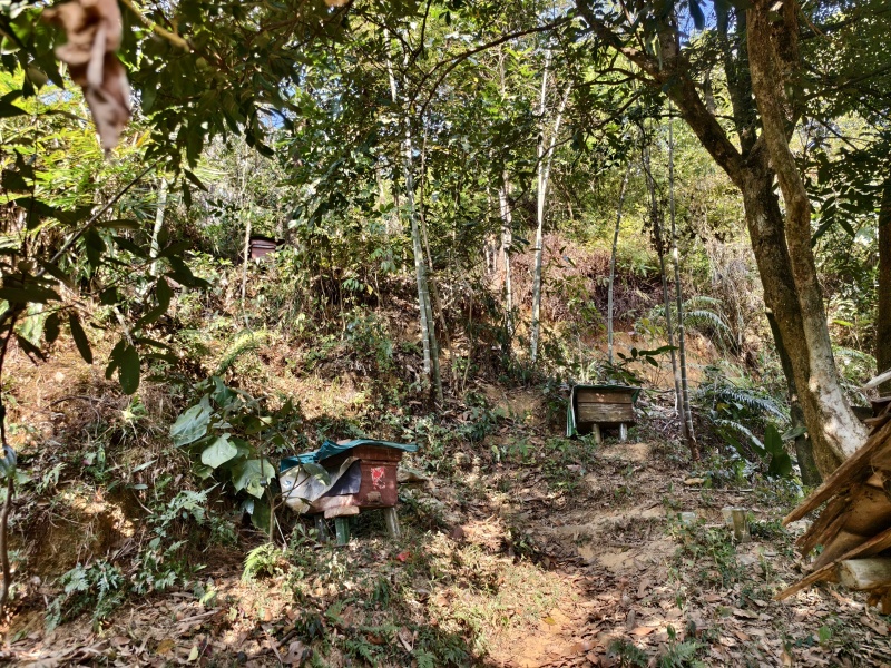 鸭脚木冬蜜，大山放养，不喂糖百分百纯蜂蜜
