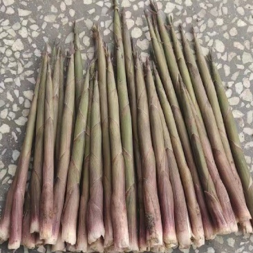 精品水竹笋雷竹笋等各类笋皮薄肉厚，现挖现发，大量供应