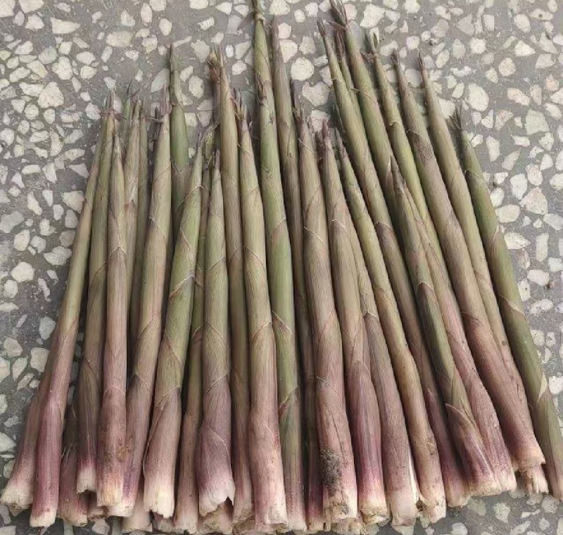 精品水竹笋雷竹笋等各类笋皮薄肉厚，现挖现发，大量供应
