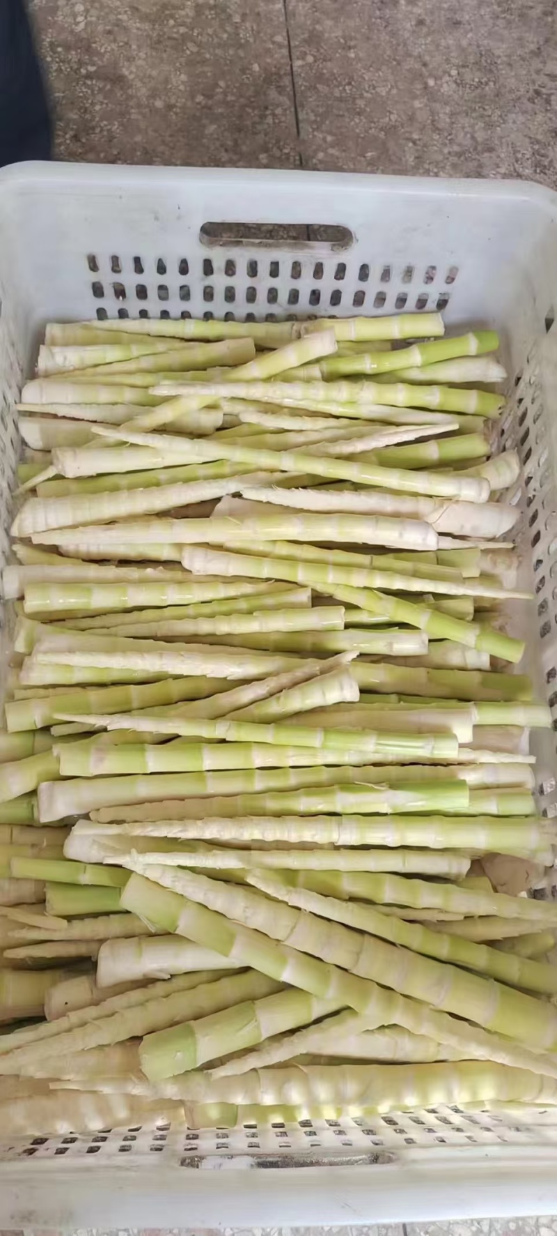 精品水竹笋雷竹笋等各类笋皮薄肉厚，现挖现发，大量供应