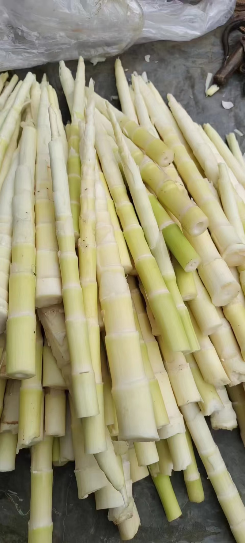 精品水竹笋雷竹笋等各类笋皮薄肉厚，现挖现发，大量供应