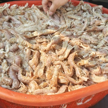 东海熟冻皮皮虾