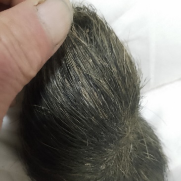 猪宝药材