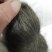 猪宝药材
