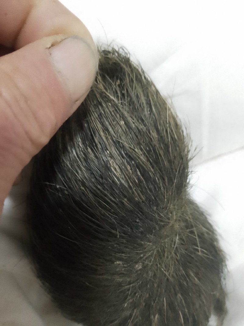 猪宝药材