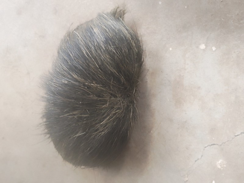 猪宝药材